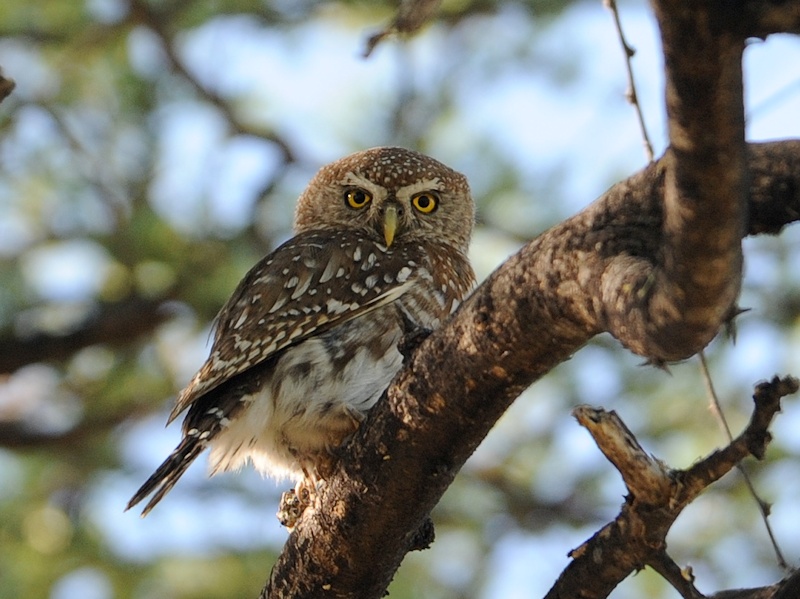 Pearl-spotted Owlet looks back over its shoulder by Alan Van Norman