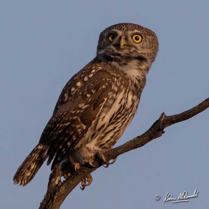 Pearl-spotted Owlet looking sideways from a branch by Kevin McDonald