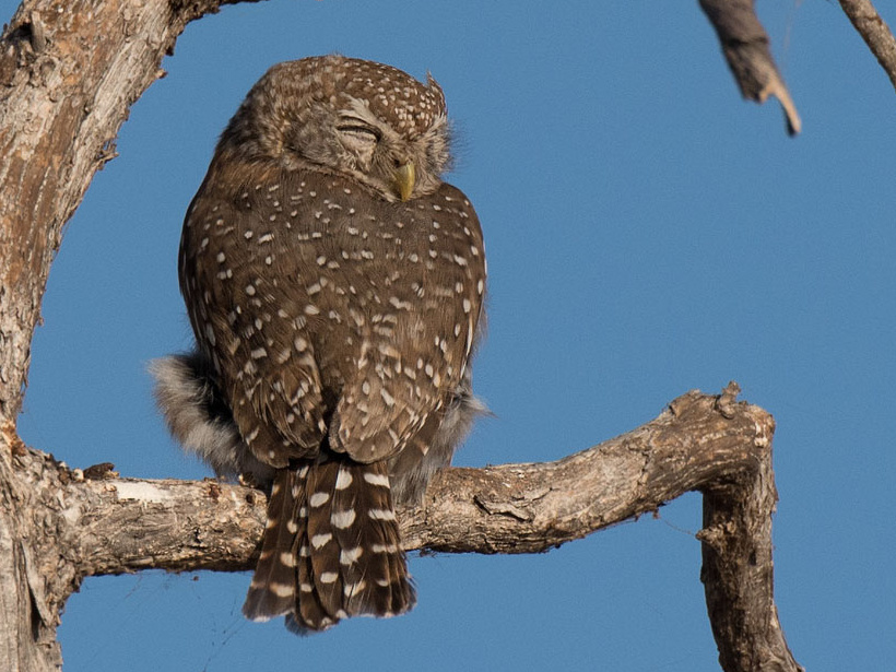 Rear view of a Pearl-spotted Owlet resting its head on its shoulder by Richard Jackson