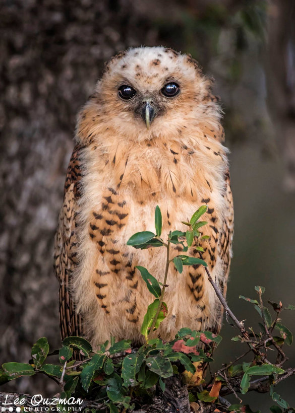 Young Pel's Fishing Owl perched on a leafy branch by Lee Ouzman