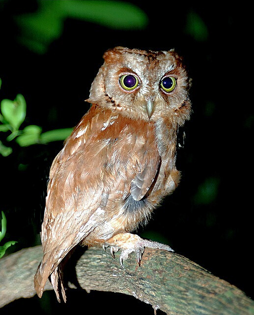 Pemba Scops Owl looks sideways from a branch at night by Munir Virani