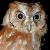 Pemba Scops Owl