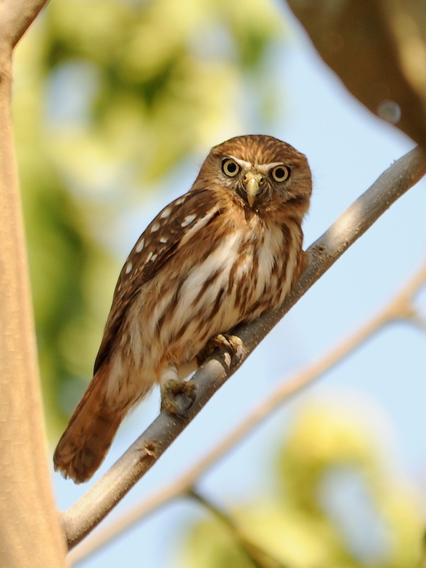 Peruvian Pygmy Owl on an angled branch looking at us by Alan Van Norman