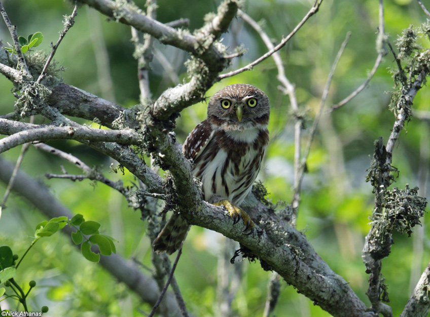 Peruvian Pygmy Owl perched in a tree by Nick Athanas