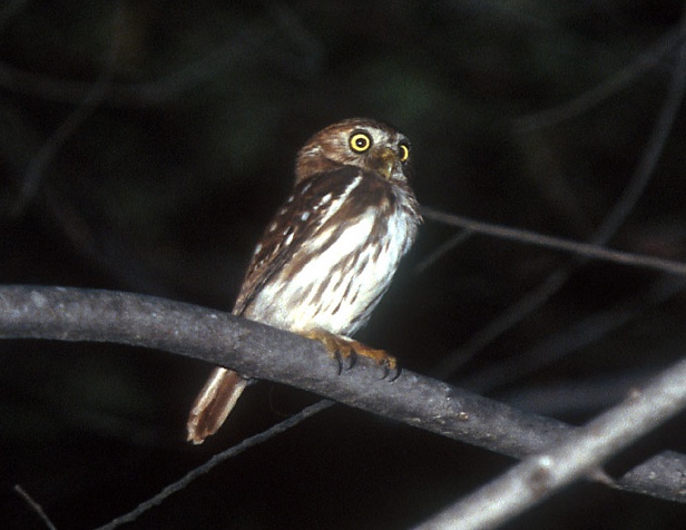 Peruvian Pygmy Owl perched on a branch at night by Trevor Quested