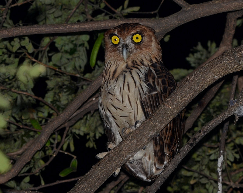 Philippine Eagle Owl perched high in the branches at night by Bram Demeulemeester