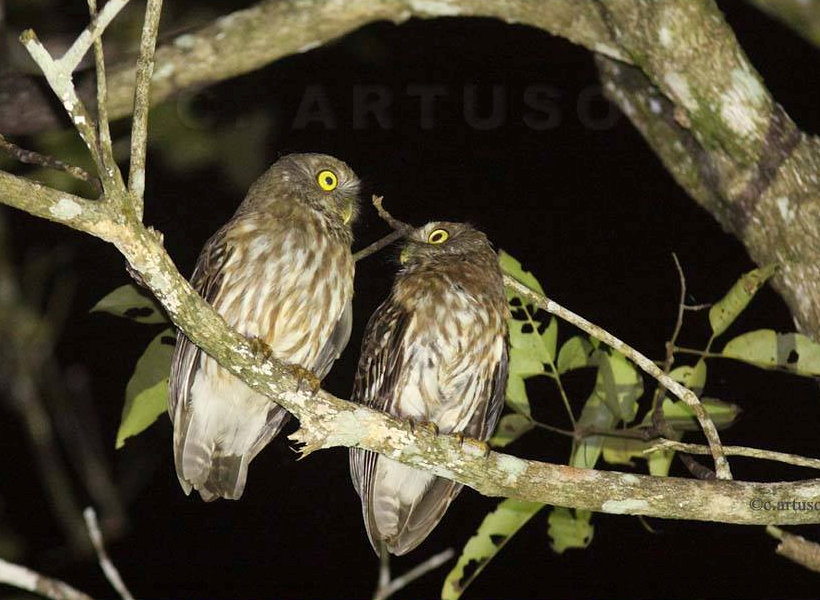 A pair of Luzon Hawk Owls looking at each other on a branch at night by Christian Artuso