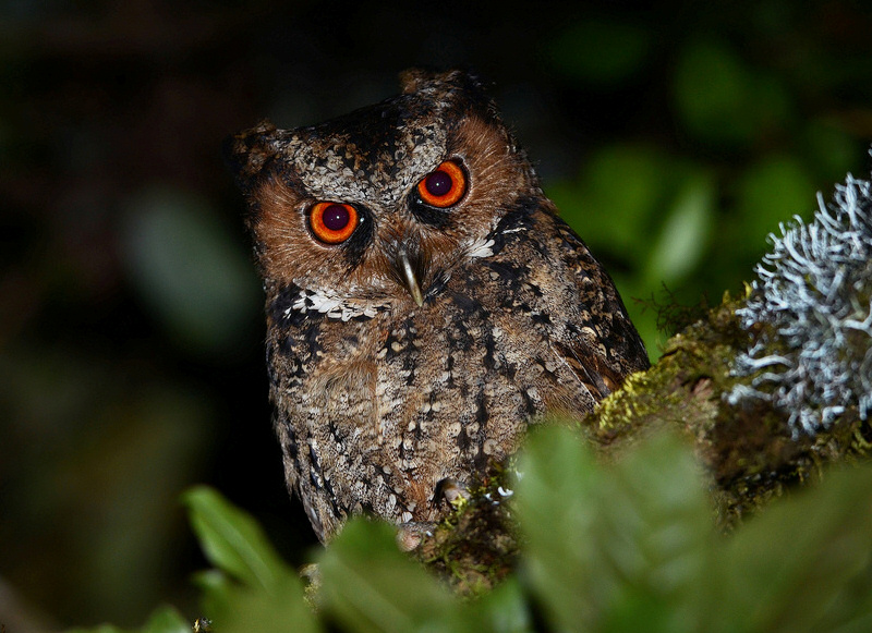 Philippine Scops Owl stares intensely at you by Bram Demeulemeester