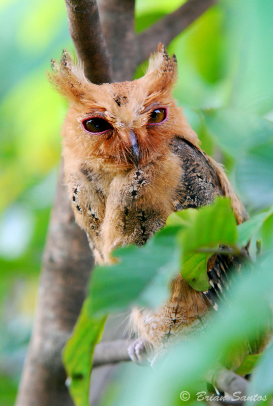 Philippine Scops Owl partially hidden by branches by Brian Santos