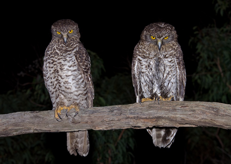 Two Powerful Owls perched on a branch together at night by Richard Jackson