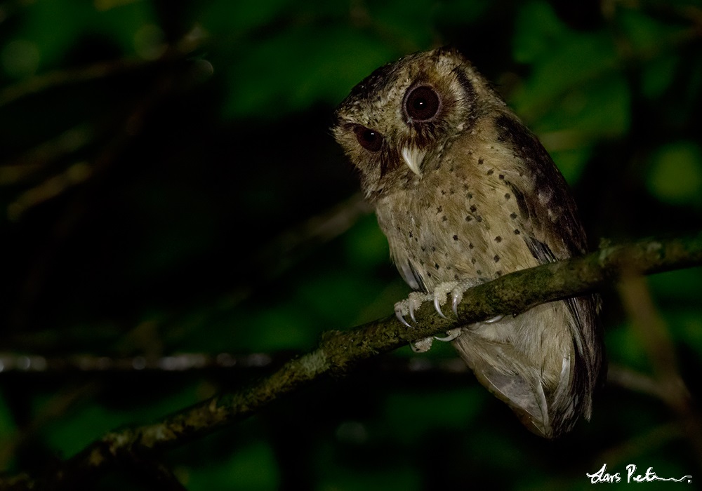 Reddish Scops Owl looks down from a thin branch at night by Lars Petersson