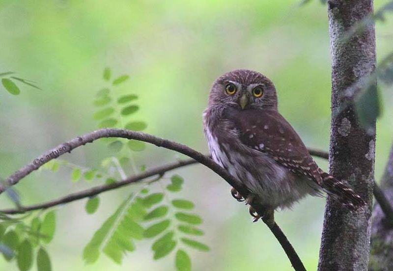 Side view of a Ridgway's Pygmy Owl looking at us from a small branch by Christian Artuso
