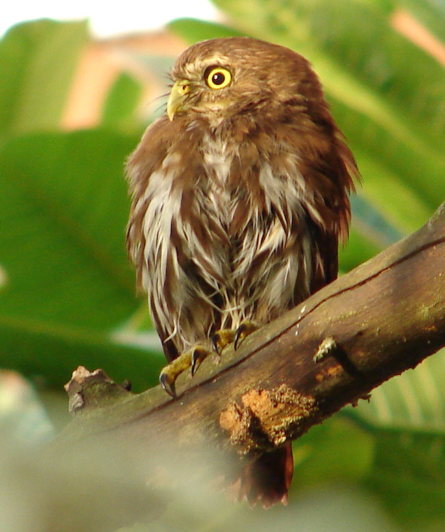 Front view of a wet Ridgway's Pygmy Owl looking to the side by Gildardo Bernal