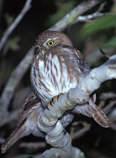 Two Ridgway's Pygmy Owls perched on a branch at night, one behind the other by Greg Lasley