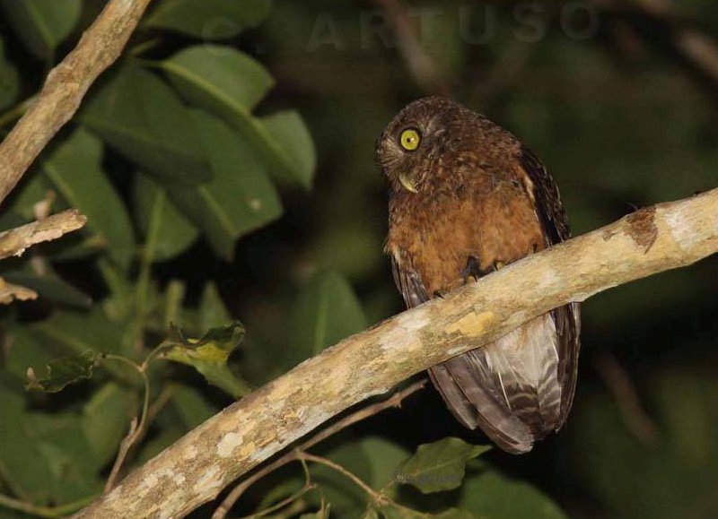 Romblon Hawk Owl looking down from a branch at night by Christian Artuso