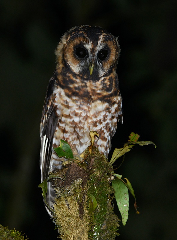 Rufous-banded Owl perched on a mossy tree stump at night by Alan Van Norman
