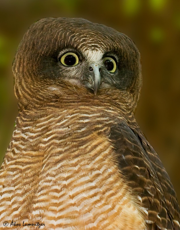 Close view of the head and chest of a Rufous Owl by Ákos Lumnitzer