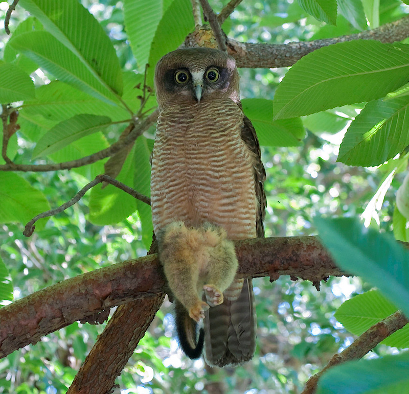 Rufous Owl at roost holding a dead possum by Richard Jackson