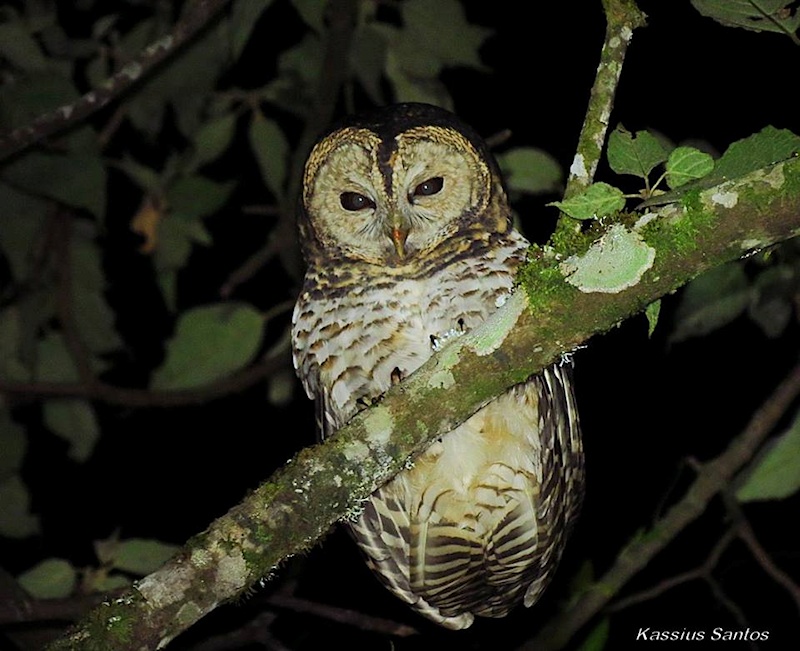 Rusty-barred Owl looks down from a high branch at night by Kassius Santos