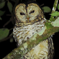 Rusty-barred Owl