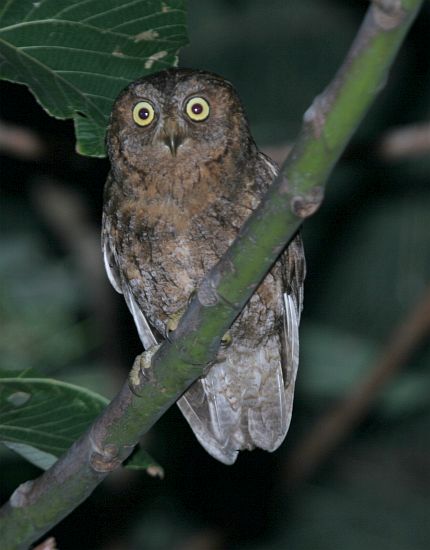 A wide-eyed Ryukyu Scops Owl by James Eaton