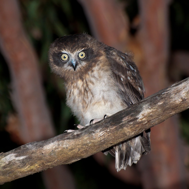 A young Australian Boobook perched on a thick branch at night by Richard Jackson