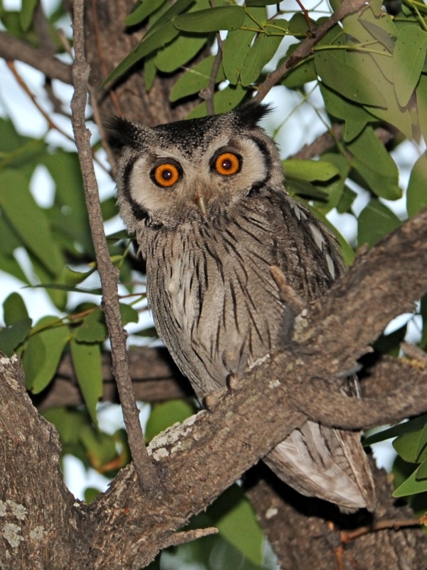 Southern White-faced Owl at roost in the foliage by Alan Van Norman