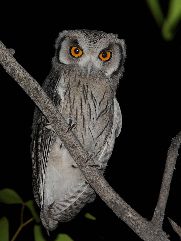 Southern White-faced Owl grasps a near vertical branch by Alan Van Norman