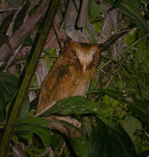 A sleepy Serendib Scops Owl trying to hide in the foliage by Amila Salgado