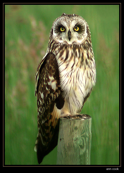 Short-eared Owl standing on a fence post by Ann Cook