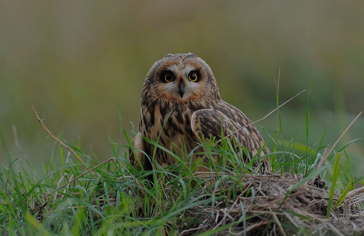Short-eared Owl sits on the grassy ground by Cezary Korkosz