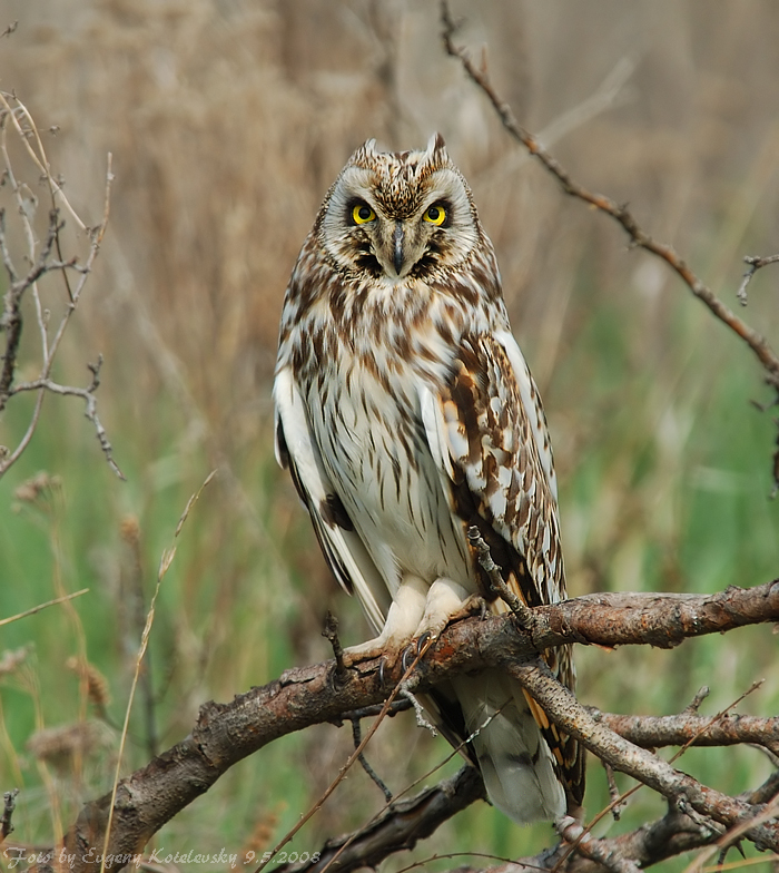 Short-eared Owl perched on a small fallen tree by Evgeny Kotelevsky