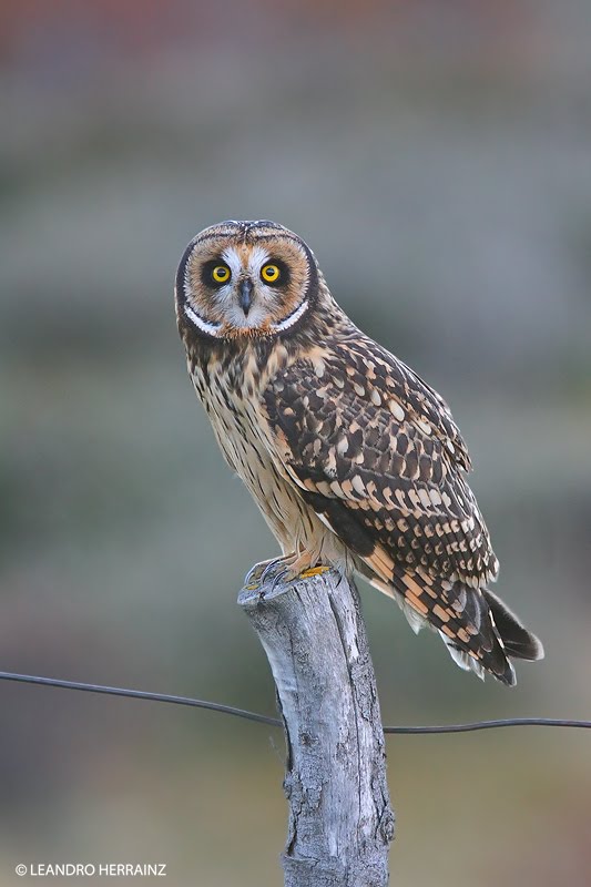 Short-eared Owl stands on a tree stump fence post by Leandro Herrainz