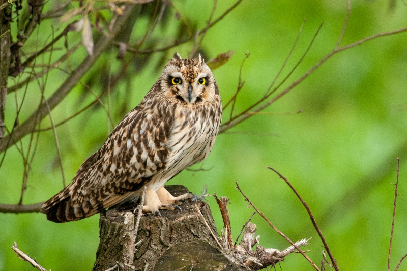 Short-eared Owl perched on a tree stump with a green background by Piotr Bednarek