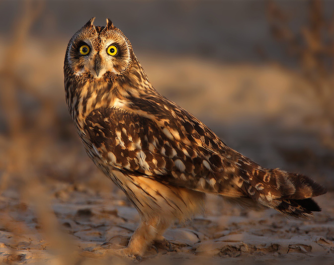 Side view of a Short-eared Owl looking at us with wide eyes by Saleel Tambe