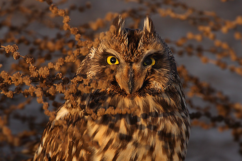 Close facial view of a Short-eared Owl surrounded by seed pods by Saleel Tambe