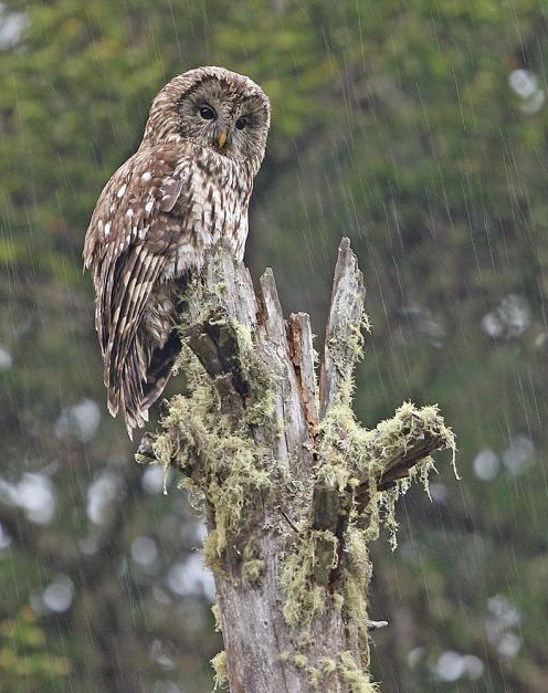 Sichuan Wood Owl perched on a tree stump in the rain by James Eaton