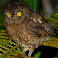 Simeulue Scops Owl