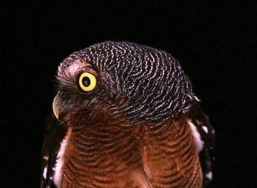 Close up of a Sjöstedt's Barred Owlet with its head turned to the side by Brian Schmidt
