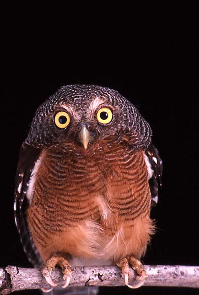 Close up of a Sjöstedt's Barred Owlet perched on a branch at night by Brian Schmidt