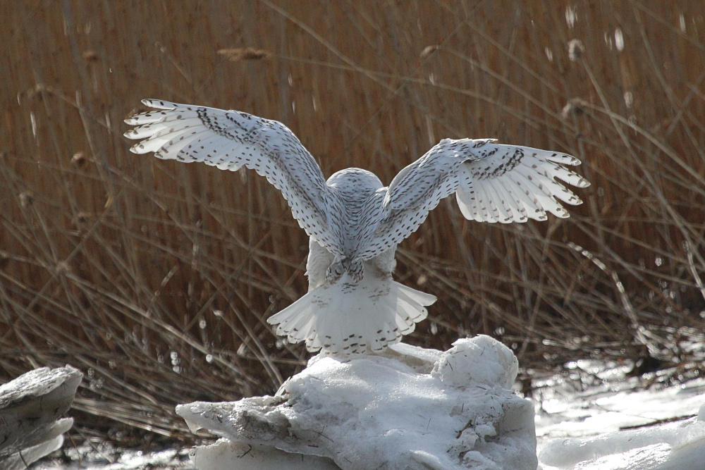 Rear view of a Snowy Owl taking flight by Joseph Puleo