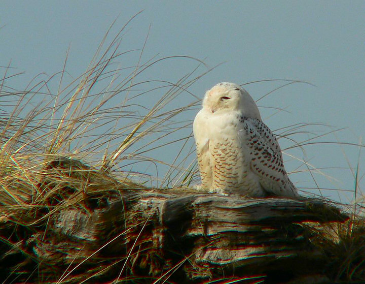 Snowy Owl sits on an old fallen tree by Bruce Marcot