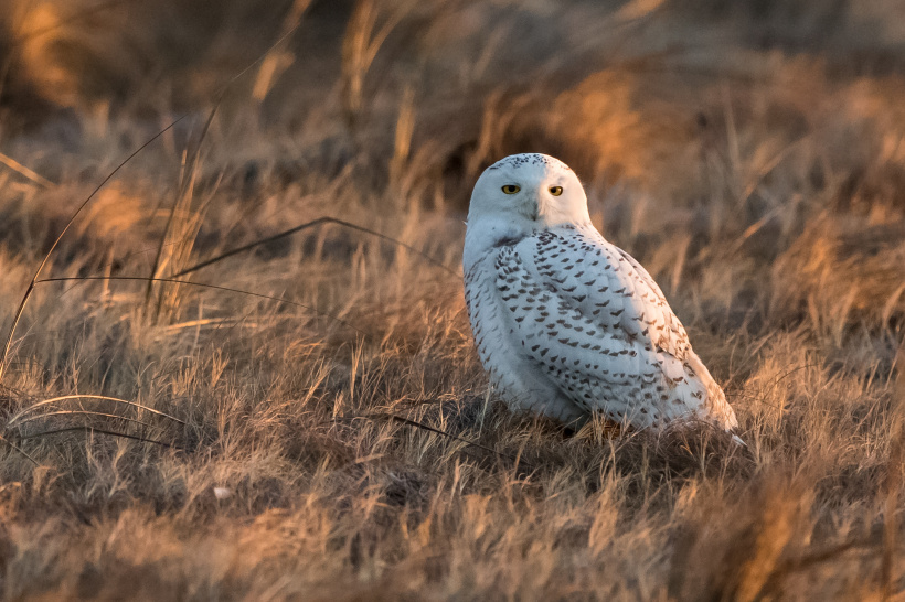 Snowy Owl on the grassy ground in the early morning sun by Edward J Plaskon