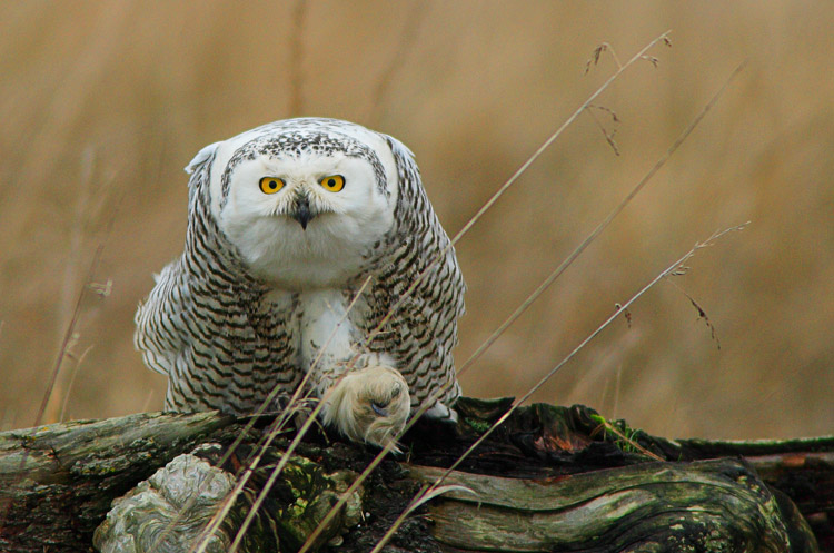 Snowy Owl with intense look and outstretched leg by Jared Hobbs