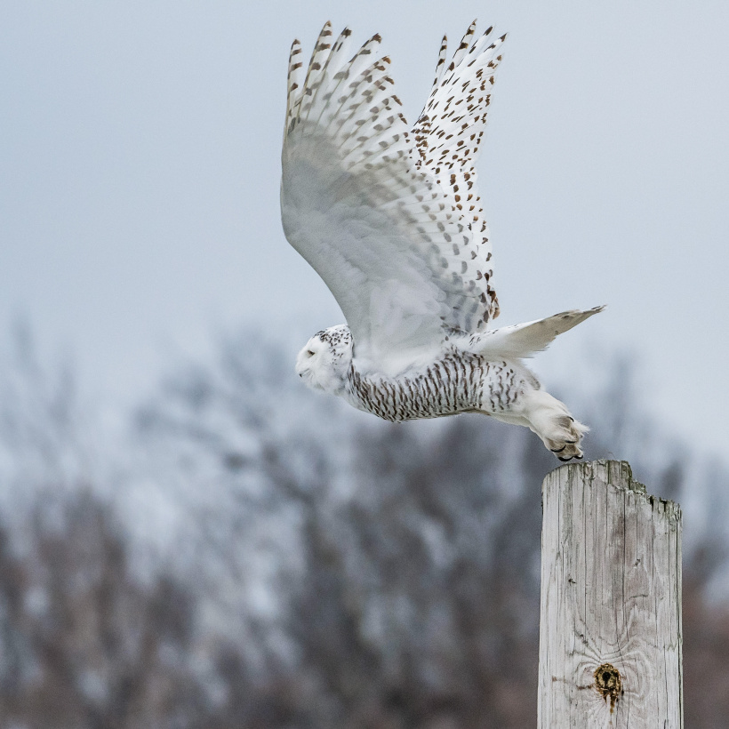 Magnificent Snowy Owl takes off from a post with wings spread by Jeff Sanders