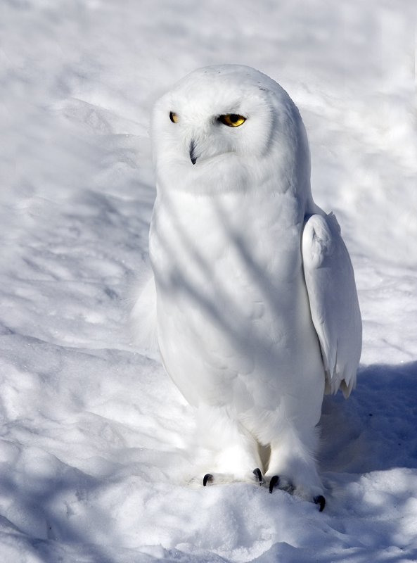 Male Snowy Owl standing in the snow by Rachel Bilodeau