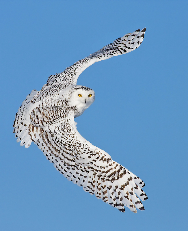 Spectacular shot of a Snowy Owl banking in flight with wings open by Rachel Bilodeau