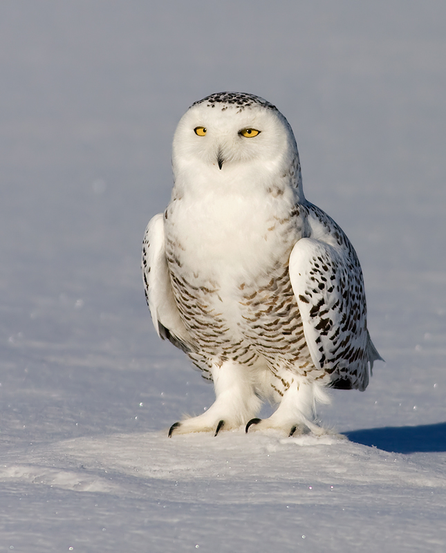 Snowy Owl stands on a small pile of snow on the ground by Rachel Bilodeau