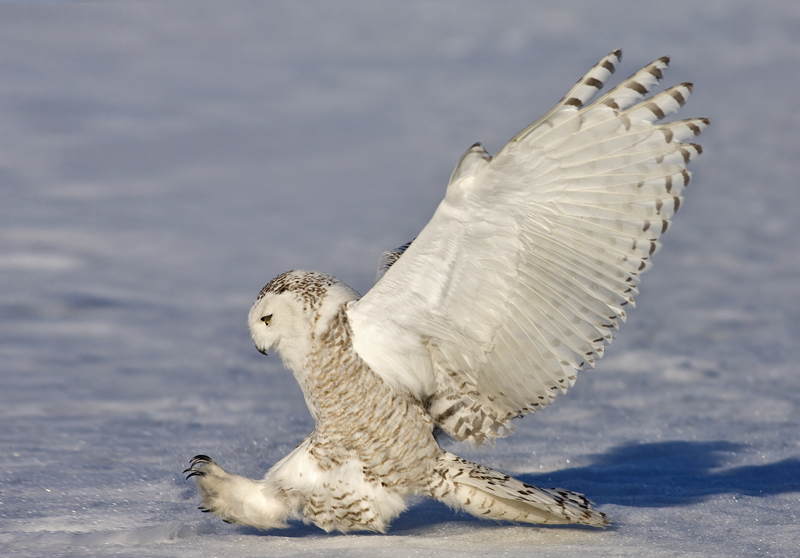 Snowy Owl lands on the icy ground by Rachel Bilodeau