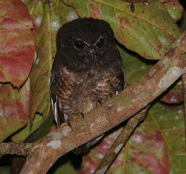 Speckled Boobook looks down from a branch at night by Peter Ericsson